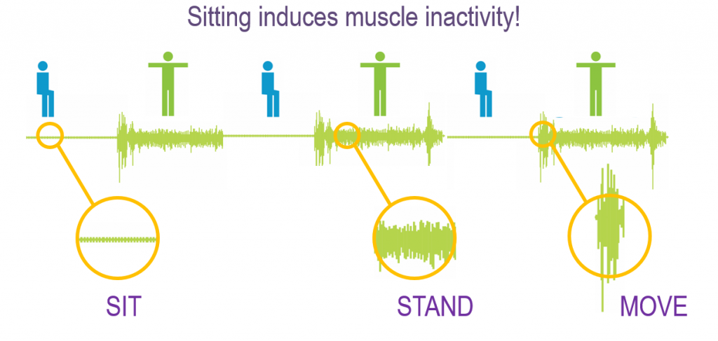 itting time induces muscle inactivity